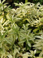 Load image into Gallery viewer, **THAI SNOW** Ixora Tropical Plant* White Splashed Variegated Leaves & White Blooms