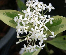 Load image into Gallery viewer, **THAI SNOW** Ixora Tropical Plant* White Splashed Variegated Leaves & White Blooms