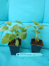 Load image into Gallery viewer, TOMURI Male Kiwi Vine~~ Live Starter Plant - Actinidia chinensis~~