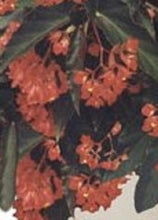 Load image into Gallery viewer, TORCH RED-Angel Wing Begonia Rooted Starter Plant