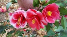 Load image into Gallery viewer, ***TAMA VINO*** Camellia Japonica-Live Starter Plant