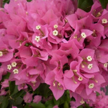 Load image into Gallery viewer, **VERA LYNN**Live Well Rooted Bougainvillea STARTER plant