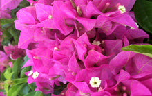 Load image into Gallery viewer, **VERA LYNN**Live Well Rooted Bougainvillea STARTER plant