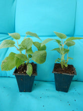 Load image into Gallery viewer, VINCENT Female Kiwi~~Live Starter Plant Fruit Vine ~ Actinidia chinensis~