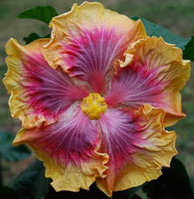 Load image into Gallery viewer, ***VOILA*** Rooted Exotic Tropical Hibiscus Plant***AKA Fancy Hibiscus