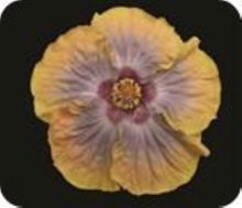 Load image into Gallery viewer, ***VOODOO QUEEN*** Rooted Exotic Tropical Hibiscus Plant***AKA Fancy Hibiscus