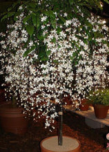 Load image into Gallery viewer, Medium 4" Pot of Clerodendrum Wallichii**Bridal Veil Plant**Rare**Stunning White Blooms!