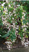 Load image into Gallery viewer, Medium 4" Pot of Clerodendrum Wallichii**Bridal Veil Plant**Rare**Stunning White Blooms!