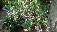 Load image into Gallery viewer, Medium 4" Pot of Clerodendrum Wallichii**Bridal Veil Plant**Rare**Stunning White Blooms!