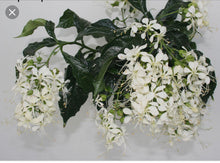 Load image into Gallery viewer, Medium 4" Pot of Clerodendrum Wallichii**Bridal Veil Plant**Rare**Stunning White Blooms!