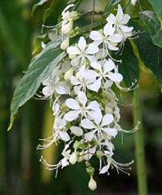 Load image into Gallery viewer, Medium 4" Pot of Clerodendrum Wallichii**Bridal Veil Plant**Rare**Stunning White Blooms!