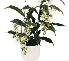 Load image into Gallery viewer, Medium 4" Pot of Clerodendrum Wallichii**Bridal Veil Plant**Rare**Stunning White Blooms!