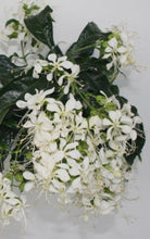 Load image into Gallery viewer, Medium 4" Pot of Clerodendrum Wallichii**Bridal Veil Plant**Rare**Stunning White Blooms!