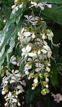 Load image into Gallery viewer, Medium 4" Pot of Clerodendrum Wallichii**Bridal Veil Plant**Rare**Stunning White Blooms!