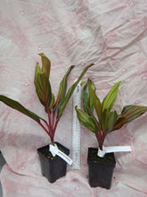 Load image into Gallery viewer, **WILLIE'S GOLD** Cordyline Terminalis Hawaiian Ti Plant**AKA Good Luck Plants