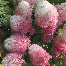 Load image into Gallery viewer, ~~ZINFIN DOLL~~Hydrangea Starter Plant~~ WHITE, PINK & RED ALL AT ONCE