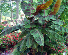 Load image into Gallery viewer, *ZEBRINA**Musa Sumatrana**AKA Blood Banana**Rooted Starter Plant**USA Seller**