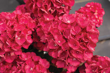 Load image into Gallery viewer, ***AKADAMA** *Hydrangea Macrophylla Starter Plant