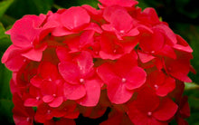 Load image into Gallery viewer, ***AKADAMA** *Hydrangea Macrophylla Starter Plant