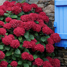 Load image into Gallery viewer, ***AKADAMA** *Hydrangea Macrophylla Starter Plant