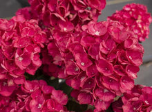 Load image into Gallery viewer, ***AKADAMA** *Hydrangea Macrophylla Starter Plant