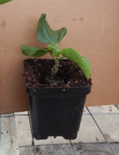 Load image into Gallery viewer, ***FLAMEBALL*** SMALL Rooted STARTER Exotic Tropical Hibiscus Plant ***AKA Fancy Hibiscus***