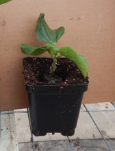 Load image into Gallery viewer, ***BLACK DRAGON*** Small Rooted Exotic Tropical Hibiscus Starter Plant***AKA Fancy Hibiscus