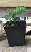 Load image into Gallery viewer, ***BLACK DRAGON*** Small Rooted Exotic Tropical Hibiscus Starter Plant***AKA Fancy Hibiscus