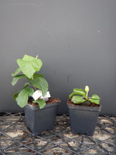 Load image into Gallery viewer, ***VOODOO MAGIC*** Rooted Exotic Tropical Hibiscus Plant***AKA Fancy Hibiscus