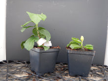 Load image into Gallery viewer, ***VOODOO QUEEN*** Rooted Exotic Tropical Hibiscus Plant***AKA Fancy Hibiscus