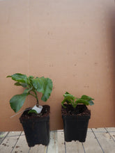 Load image into Gallery viewer, ***NIGHT RUNNER*** Rooted Exotic Tropical Hibiscus Plant***AKA Fancy Hibiscus