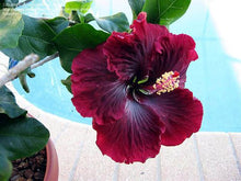 Load image into Gallery viewer, ***BLACK DRAGON*** Small Rooted Exotic Tropical Hibiscus Starter Plant***AKA Fancy Hibiscus