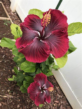 Load image into Gallery viewer, ***BLACK DRAGON*** Small Rooted Exotic Tropical Hibiscus Starter Plant***AKA Fancy Hibiscus