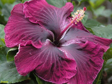 Load image into Gallery viewer, ***BLACK DRAGON*** Small Rooted Exotic Tropical Hibiscus Starter Plant***AKA Fancy Hibiscus