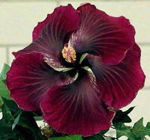 Load image into Gallery viewer, ***BLACK DRAGON*** Small Rooted Exotic Tropical Hibiscus Starter Plant***AKA Fancy Hibiscus