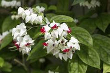 Load image into Gallery viewer, BLEEDING HEART Clerodendrum thomsonia Rooted Starter Plant~~White & Red Blooms