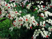 Load image into Gallery viewer, BLEEDING HEART Clerodendrum thomsonia Rooted Starter Plant~~White & Red Blooms