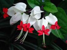 Load image into Gallery viewer, BLEEDING HEART Clerodendrum thomsonia Rooted Starter Plant~~White & Red Blooms