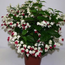 Load image into Gallery viewer, BLEEDING HEART Clerodendrum thomsonia Rooted Starter Plant~~White & Red Blooms