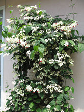 Load image into Gallery viewer, BLEEDING HEART Clerodendrum thomsonia Rooted Starter Plant~~White & Red Blooms