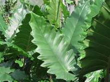 Load image into Gallery viewer, **BOA* *Elephant Ear* *Alocasia* *Rooted Starter Plants*