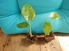 Load image into Gallery viewer, ***CALIDORA*** Elephant Ear*** Alocasia*** Well Rooted Starter Plant**COLD HARDY**GETS HUGE!