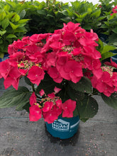 Load image into Gallery viewer, ***CHERRY EXPLOSION*** Hydrangea Macrophylla Starter Plant