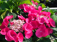Load image into Gallery viewer, ***CHERRY EXPLOSION*** Hydrangea Macrophylla Starter Plant