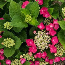 Load image into Gallery viewer, ***CHERRY EXPLOSION*** Hydrangea Macrophylla Starter Plant