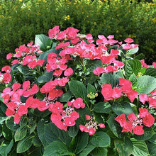 Load image into Gallery viewer, ***CHERRY EXPLOSION*** Hydrangea Macrophylla Starter Plant