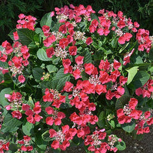 Load image into Gallery viewer, ***CHERRY EXPLOSION*** Hydrangea Macrophylla Starter Plant