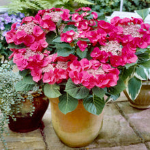 Load image into Gallery viewer, ***CHERRY EXPLOSION*** Hydrangea Macrophylla Starter Plant