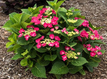 Load image into Gallery viewer, ***CHERRY EXPLOSION*** Hydrangea Macrophylla Starter Plant