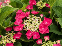 Load image into Gallery viewer, ***CHERRY EXPLOSION*** Hydrangea Macrophylla Starter Plant